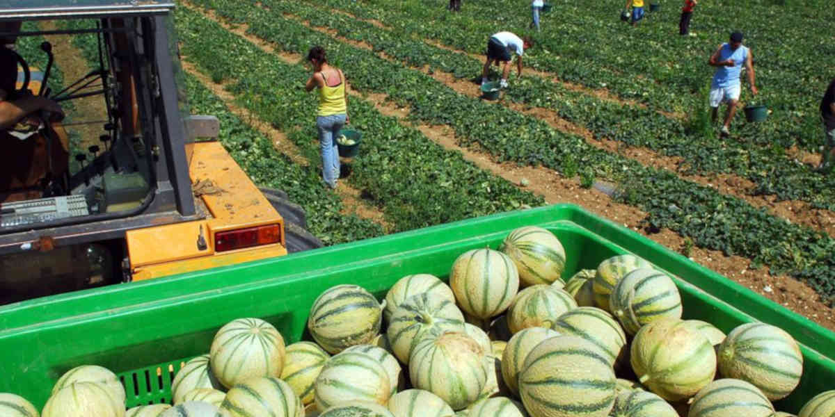 Tout est bon à voler, même les melons