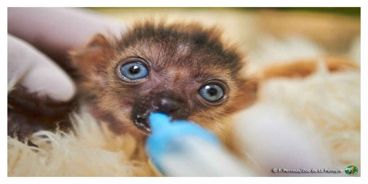 Lemur-zoo-La-Palmyre - Royan Infos Naissance rare d'un petit lémur aux yeux turquoise à La Palmyre