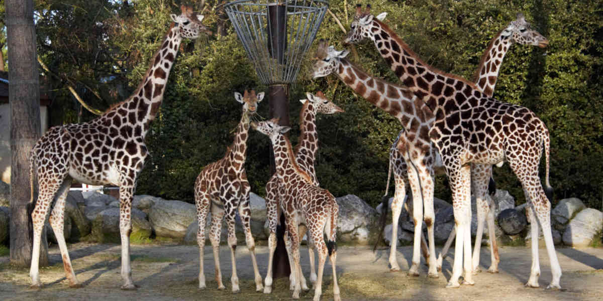 Naissance d'un girafon au zoo de la Palmyre