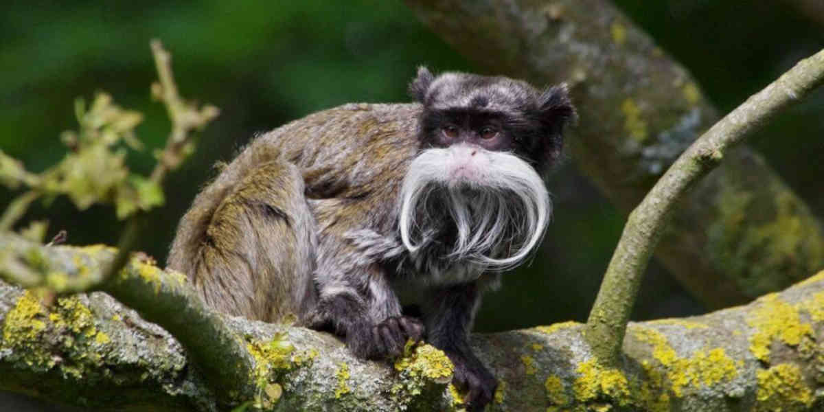 Vol de deux bébés primates tamarins empereurs au zoo de La Palmyre